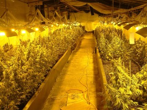 Cannabis
