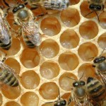 Il Tribunale Ue conferma le restrizioni ai pesticidi dannosi per le api