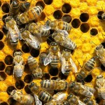 Anche le preziose api avranno la loro Giornata mondiale: il 20 maggio