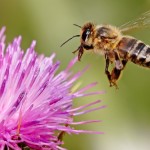 Nata la piattaforma europea in difesa delle api
