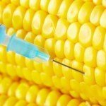 The Commission discusses genetically modified corn cultivation, possible openings