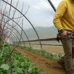 LA SCHEDA - Nuova Politica agricola comune, i punti principali