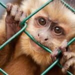Stop alla vivisezione, un milione di firme per chiedere un divieto europeo