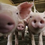 Russia mette al bando importazioni di carne suina dall’Ue. Borg: “Misura sproporzionata”
