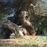 Xylella in Puglia, D'Amato (M5S): Tragico errore sradicare gli ulivi