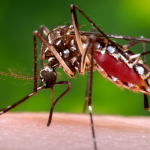 Virus Zika: Europa abbastanza tranquilla ma rischio focolai, come a Ravenna