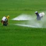 Strasburgo chiede stop ad autorizzazioni del mais Ogm resistente al pesticida glifosato