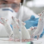Troppi limiti ai test su animali, aperta infrazione contro l'Italia