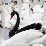 Black swan sets up home with 600 white swans at Abbotsbury Swannery, Dorset, Britain - 01 Jun 2012