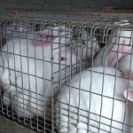 L'Europarlamento contro gli allevamenti in batteria dei conigli