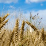 Adottate le misure straordinarie per l'import di grano dall'Ucraina. L'Ue stanzia 100 milioni tra 5 Stati membri dell'Est
