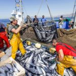 Regole Ue sulla pesca rispettate solo per il 12% delle riserve ittiche
