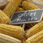 Dal mais alla soia, Bruxelles autorizza dieci colture OGM per il consumo umano e animale