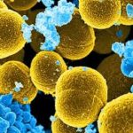 batteri-resistenti-antibiotici