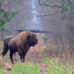 La foresta Białowieża è salva, la Corte Ue blocca il disboscamento deciso dalla Polonia