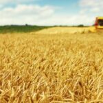 In ripresa la produzione cerealicola nell'UE, la Francia è la prima produttrice