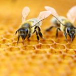 Fattori da stress sulle api da miele, il nuovo metodo EFSA per valutare i rischi ambientali