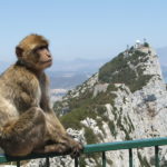 Gibraltar_Barbary_Macaque