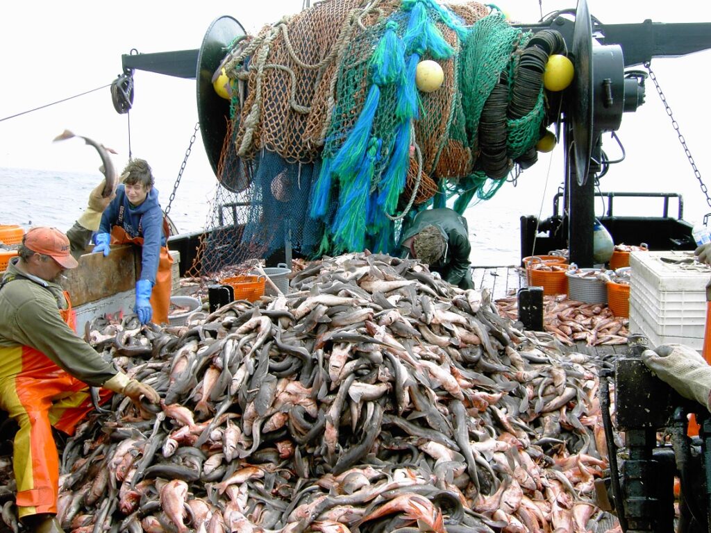 A Pesca in Norvegia: I PESCI DELLA NORVEGIA A Pesca in Norvegia: I PESCI DELLA NORVEGIA
