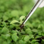 Biotecnologie agrarie, Commissione UE verso un nuovo quadro giuridico su tecniche genomiche