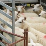 Trasporto animali vivi, l'EFSA apre la consultazione sugli standard di benessere