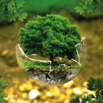 albero