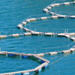 Acquacoltura a basso impatto ambientale, l'UE adotta linee guida per la sostenibilità