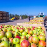 Procedura di infrazione UE contro l'Italia e altri 11 che non hanno recepito le norme contro le pratiche commerciali sleali nell'agroalimentare