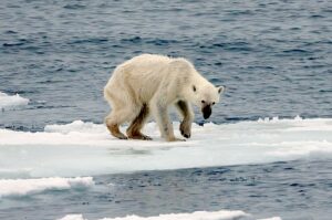 Un orso polare denutrito, emblema dei cambiamenti climatici e della distruzione degli habitat naturali [foto: Wikimedia]