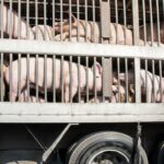 Resistenza antimicrobica, l'EFSA valuta il rischio di diffusione batterica durante il trasporto animali