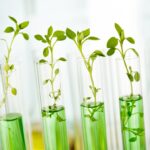 Laboratory analysis of plant