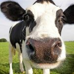 Primo via libera all'additivo per mangimi che riduce le emissioni di metano dalle vacche da latte