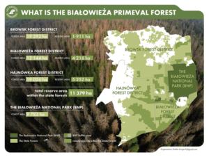 Foresta Polonia