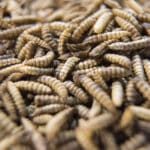 Grilli, larve, locuste: l'Ue rompe il tabù degli insetti a tavola. All'Efsa 13 richieste di valutazione