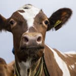Via i bovini dalla direttiva sulle emissioni industriali, l'Eurocamera salva gli allevamenti intensivi