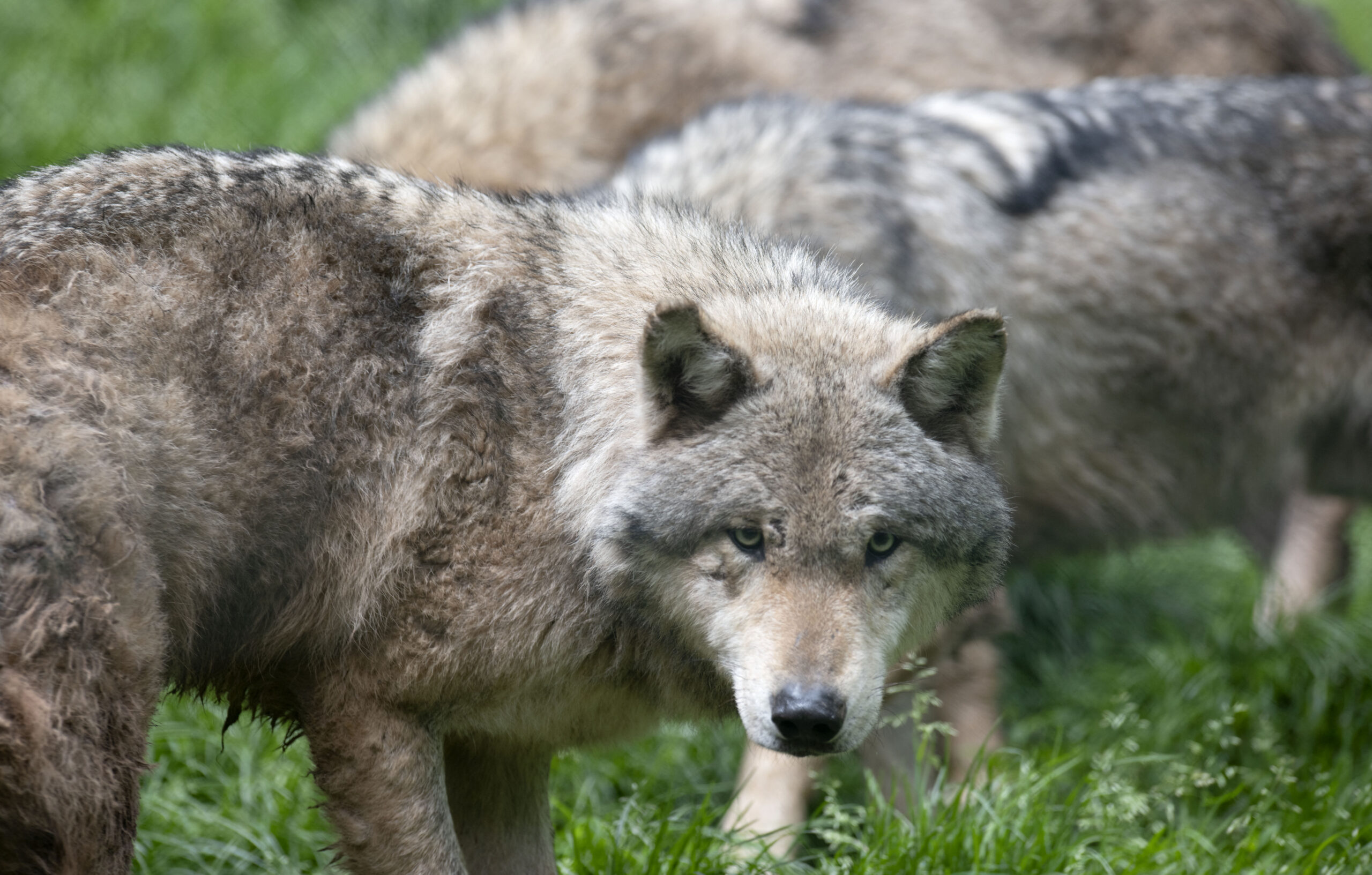 Il lupo è un pericolo. La Commissione europea valuta una revisione dello  status di protezione - Eunews