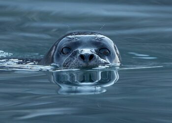 Foca nel fiordo Magdalena, isole Svalbard [foto: Andreas Weith, Wikimedia Commons]
