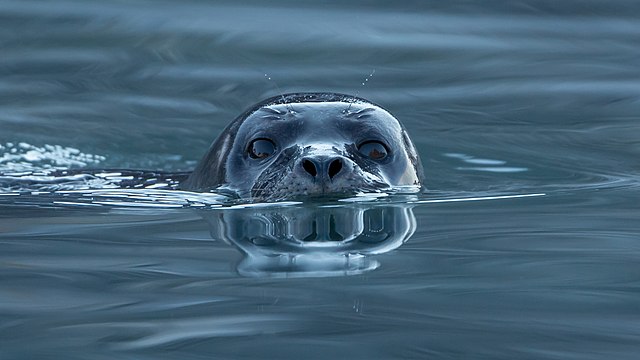 Foca nel fiordo Magdalena, isole Svalbard [foto: Andreas Weith, Wikimedia Commons]