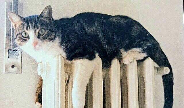 [foto: Lucietta Messapia.
Creative Commons Attribution-Share Alike 4.0]