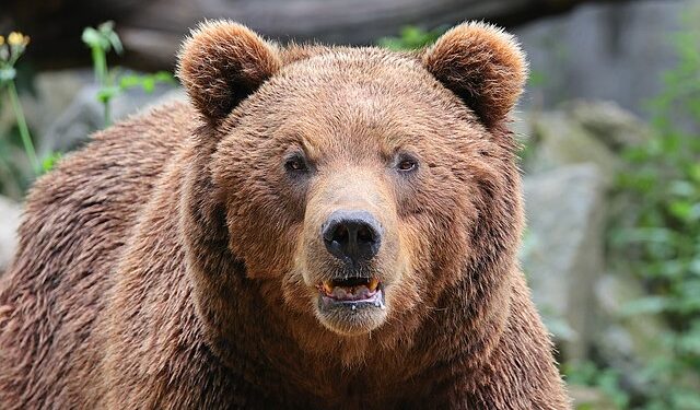 Un orso bruno [foto: Clément Bardot/Wikimedia Commons]