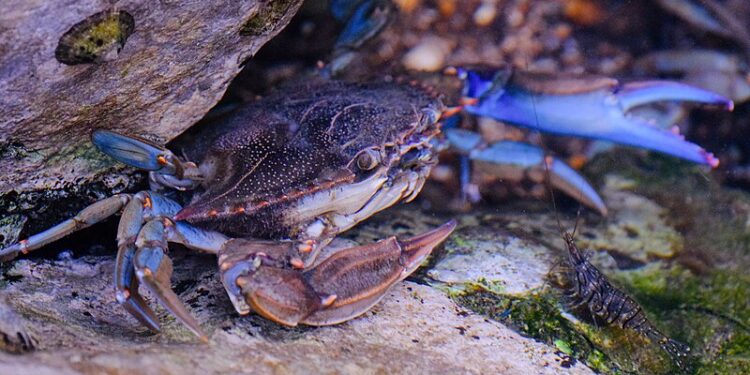 Un esemplare di granchio blu [foto: Wikimedia Commons]