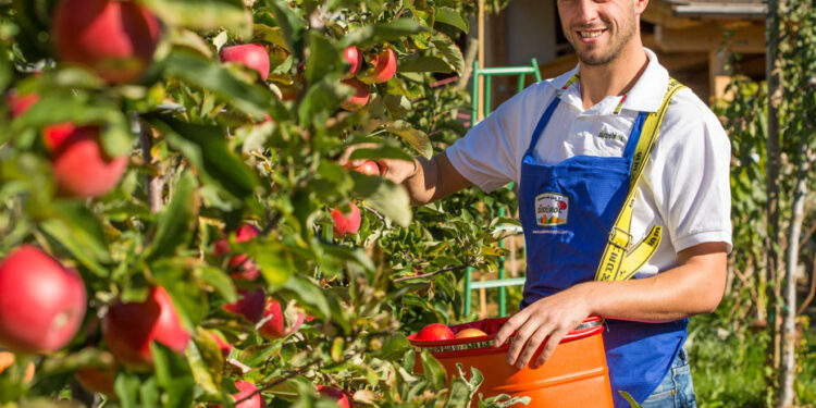 VOG - MARLENEAZIENDA ALIMENTAREMELA MELEPIANTAGIONE PIANTAGIONI MELO MELICOLTIVAZIONE COLTIVAZIONIAGRICOLTORE AGRICOLTORI