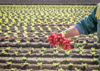 SIPO - SAPORI DEL MIO ORTOAZIENDA ALIMENTAREORTAGGIO ORTAGGICAMPO CAMPI COLTIVATO COLTIVATIAGRICOLTORE AGRICOLTORI