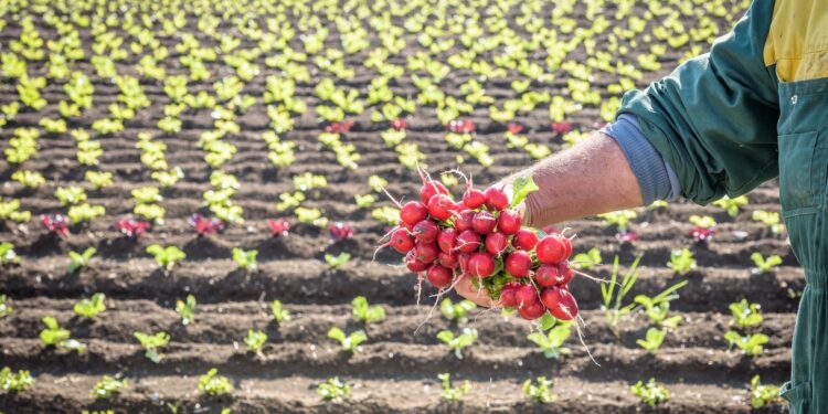 SIPO - SAPORI DEL MIO ORTOAZIENDA ALIMENTAREORTAGGIO ORTAGGICAMPO CAMPI COLTIVATO COLTIVATIAGRICOLTORE AGRICOLTORI