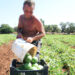 Caldo in agricoltura [foto: Saverio De Giglio/imagoeconomica]