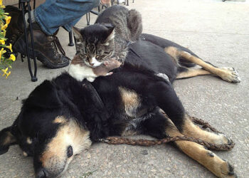 [foto: Vzatikyan/Wikimedia Commons]