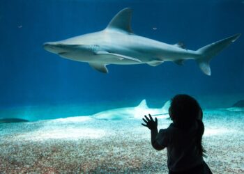 Un'immagine dall'Acquario di Genova. Fonte: Imagoeconomica via Acquario di Genova