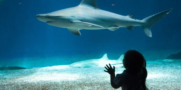 Un'immagine dall'Acquario di Genova. Fonte: Imagoeconomica via Acquario di Genova