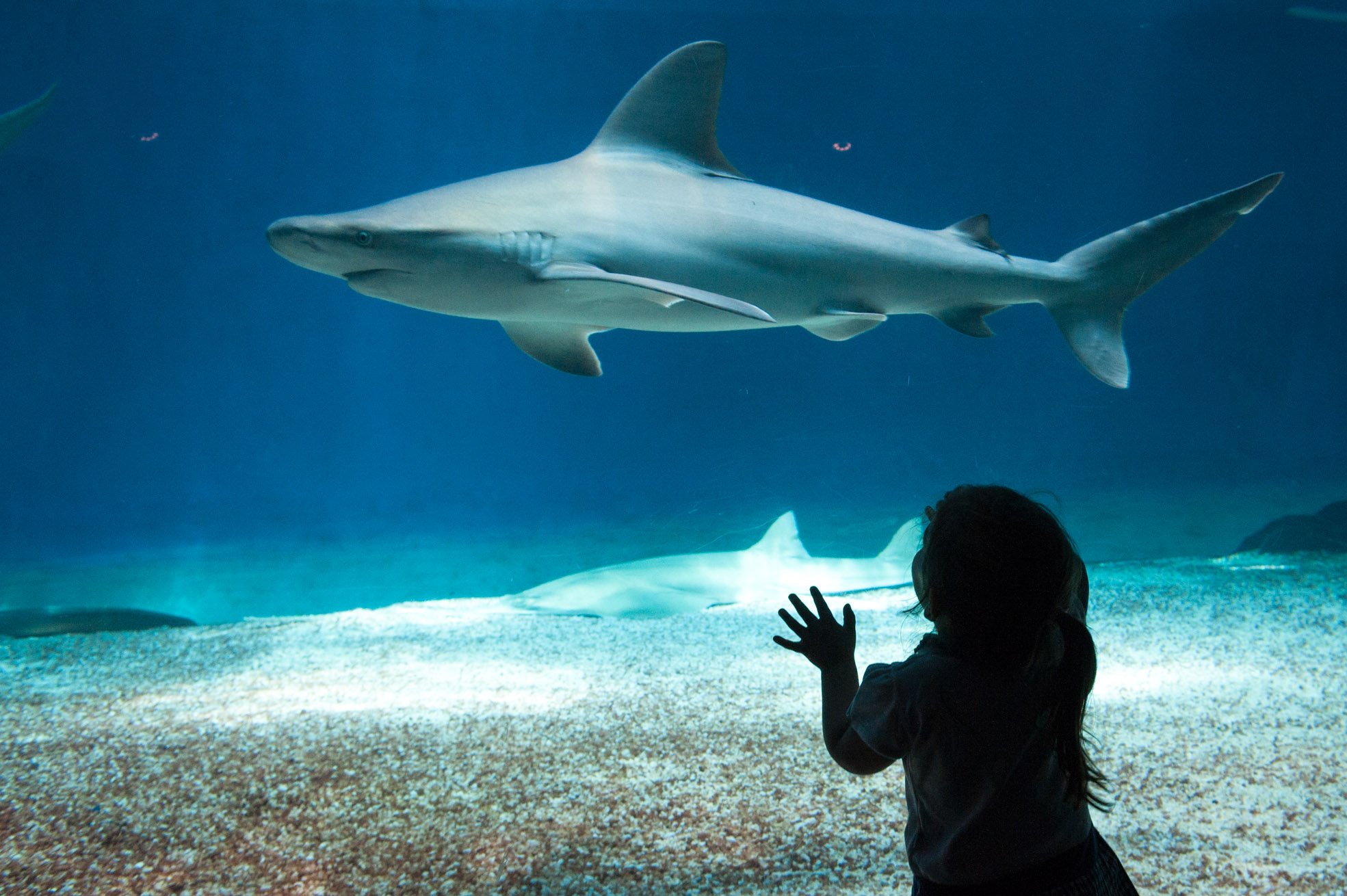 EU Commission referred to the Ombudsman over its management of the ECI against the shark fin trade