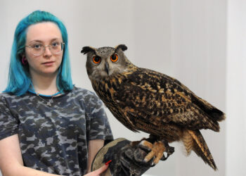 NUOVA FIERA DEL LEVANTE EXPOLEVANTE SPETTACOLO FALCONERIA CIVETTA